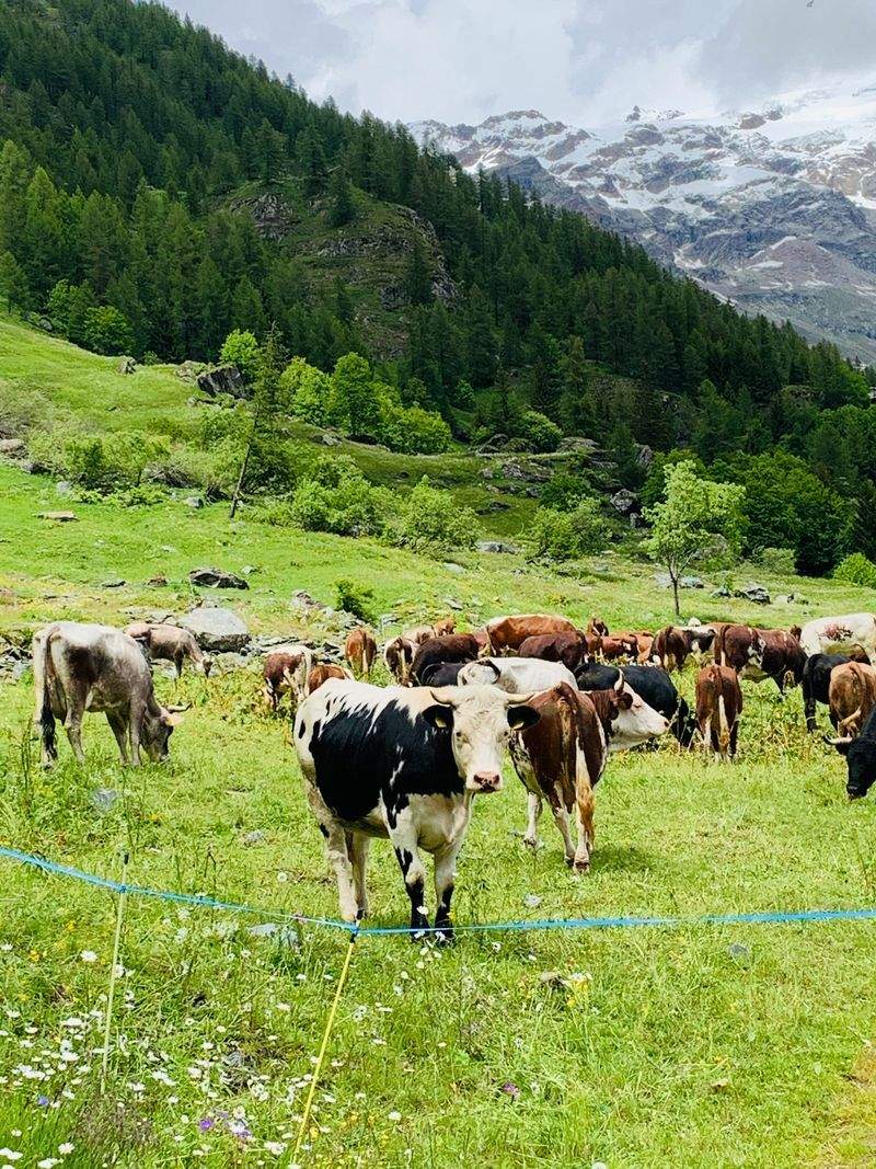 Ganadería Sierra del Encinar 13