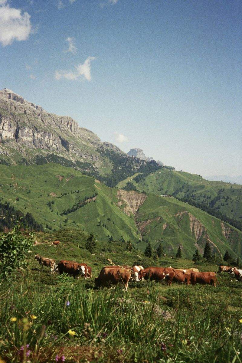 Ganadería Sierra del Encinar 2